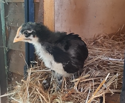 ein kleines Küken beim ersten Blick aus dem Stall